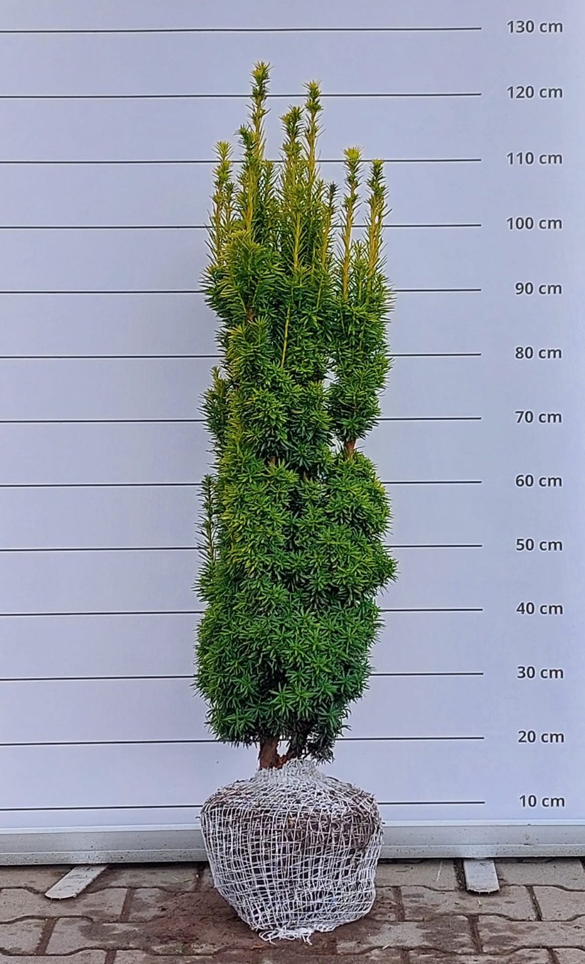 Taxus b. 'David' - 80-90 CM RB